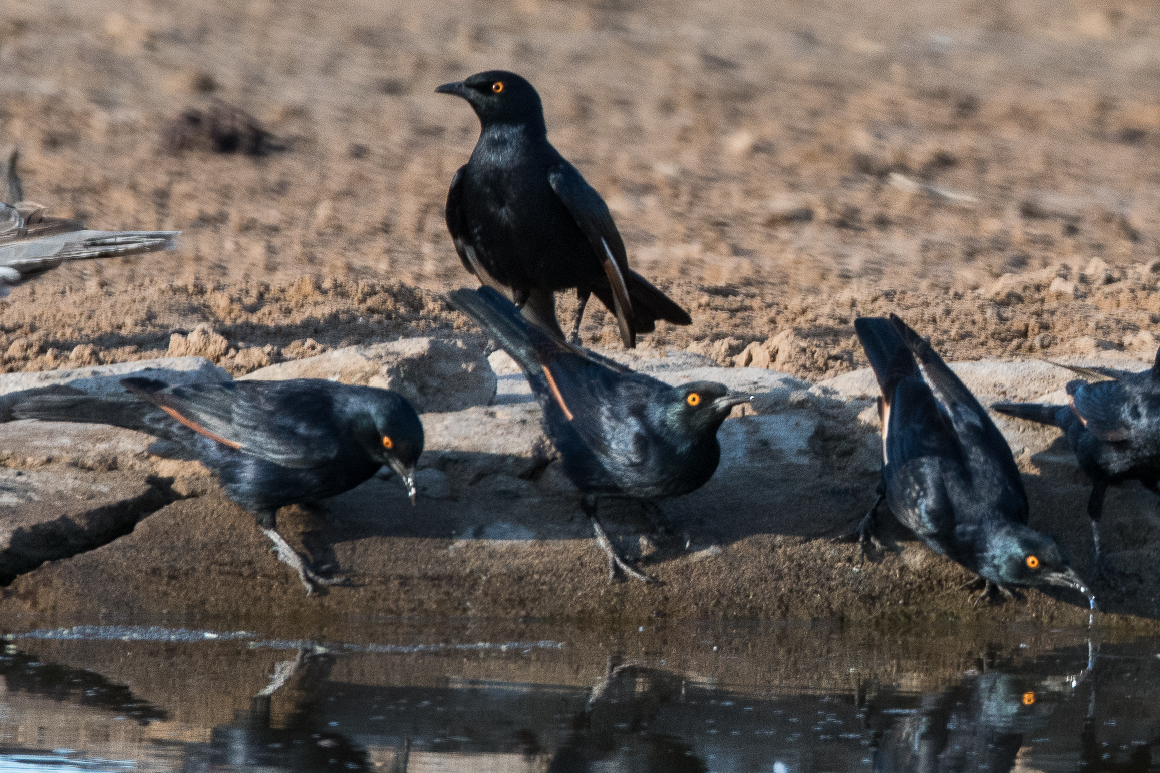 Rufipennes Naboroup (Pale-winged starling, Onychognathus naboroup) au point d'eau, Hoanib Valley Camp, kaokoland, Région de Kunene, Namibie.